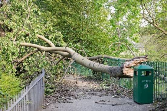 path-blocked-by-fallen-tree