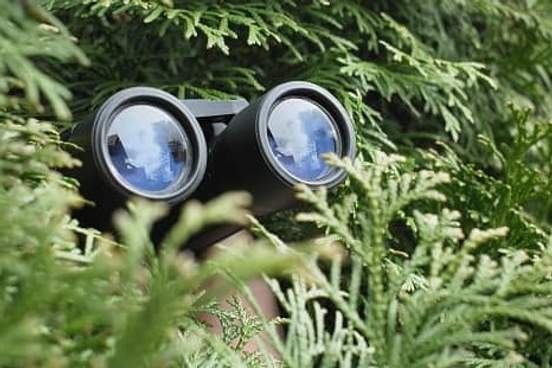 person with binoculars hiding in pines