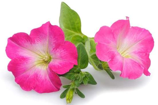 petunia