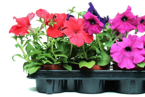petunia
