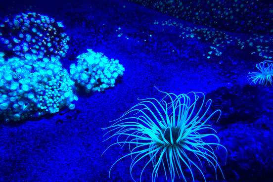 phosphorescent coral