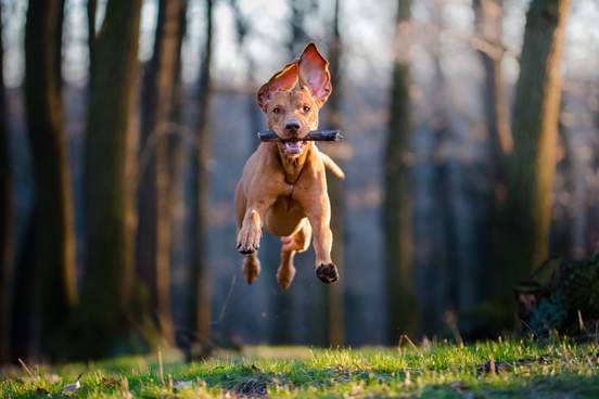 photo of hungarian pointer hound dog
