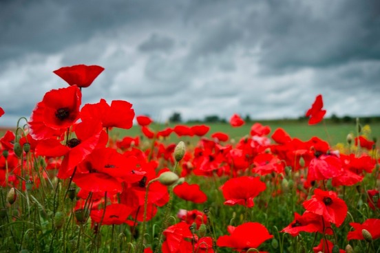 poppies