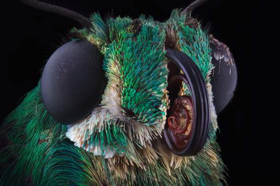 portrait of green skipper butterfly from dominicana