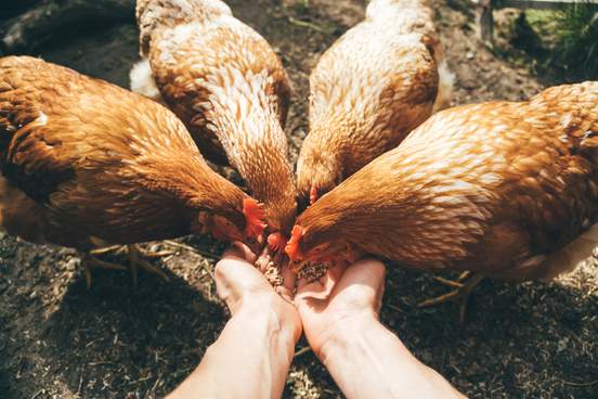 pov image of female hands feeding red hens with grain