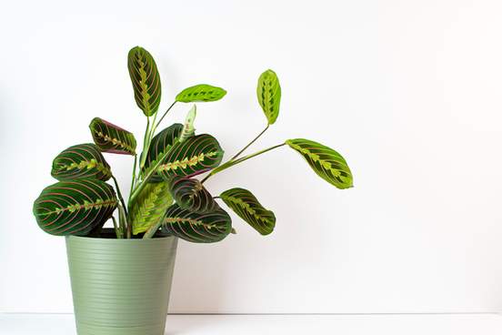 prayer plant against white background