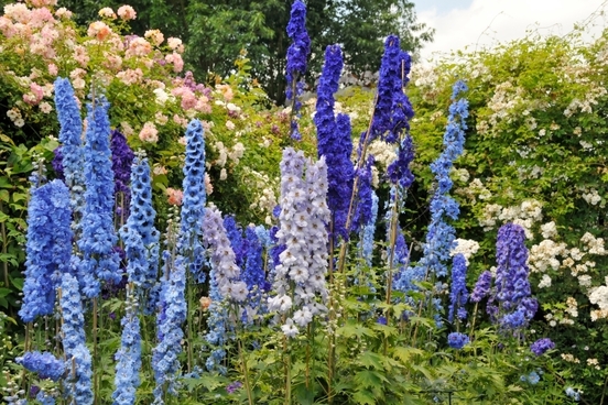 pretty delphiniums
