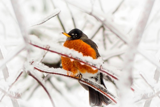 primaveral robin