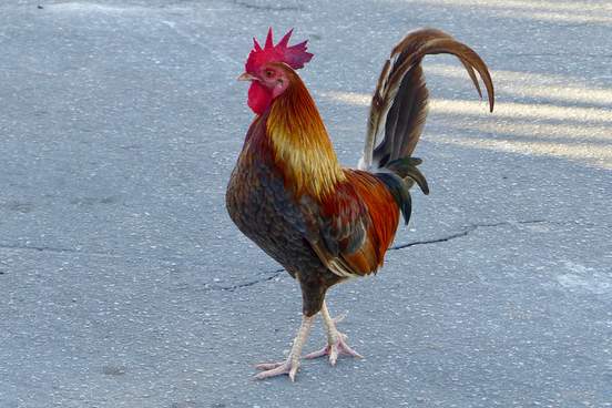 proud looking rooster