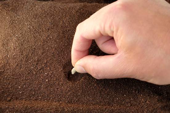 pumpkin seed being planted in dirt