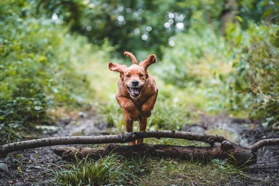 puppy leaping over stick