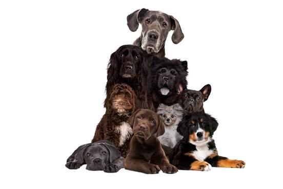 pyramid of different types of dogs