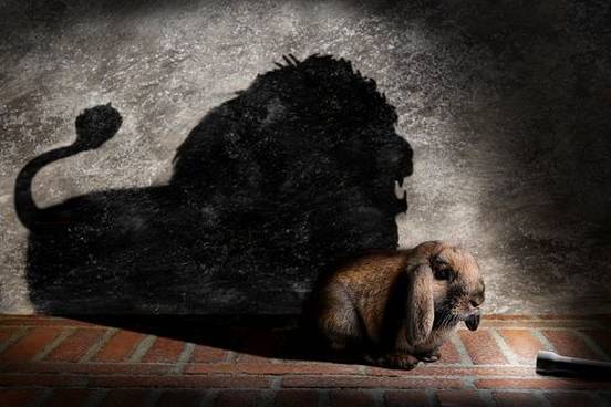 rabbit-with-shadow-of-lion