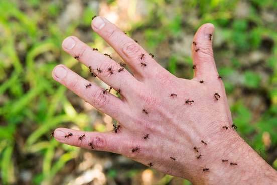 red ants crawl on a hand