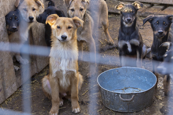 release the hounds