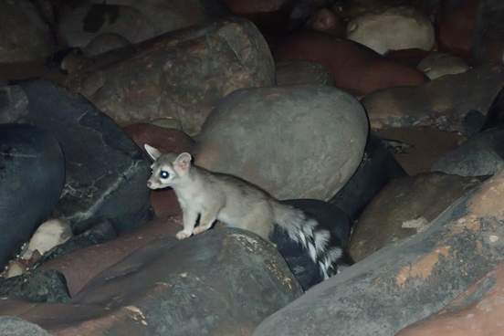 ringtail in arizona state park