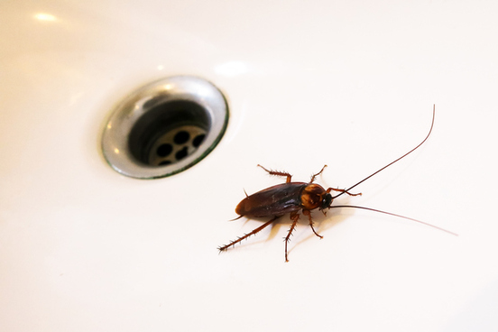 roach
