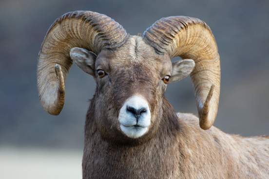 rocky mountain bighorn sheep in gardiner montana