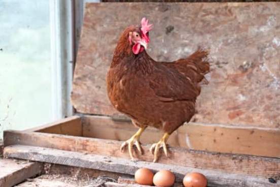 rooster in chicken coop