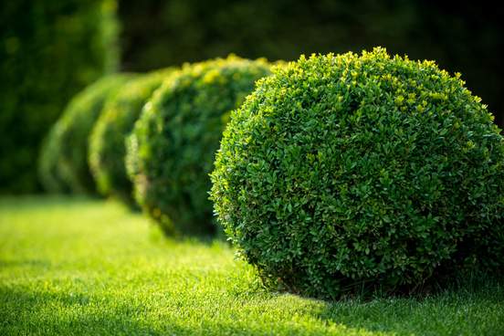 row of boxwood bushes