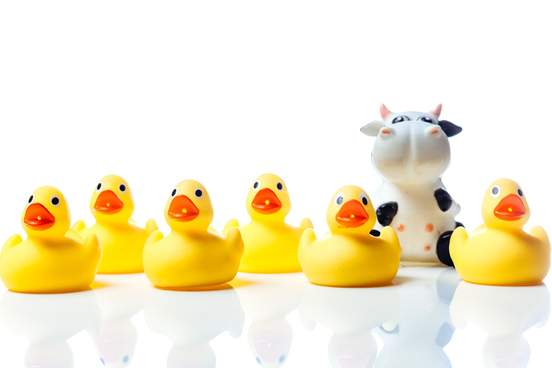 rubber cow in a group of rubber ducks
