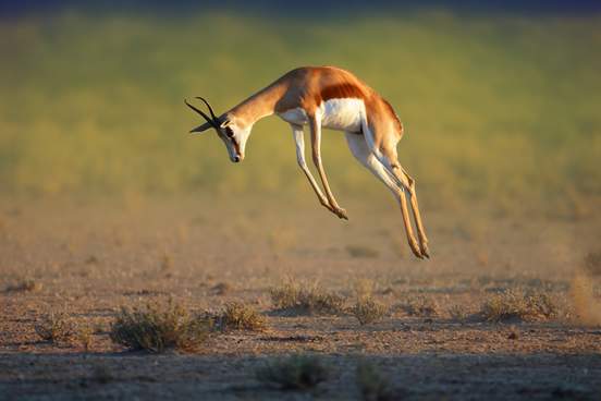 running springbok jumping high
