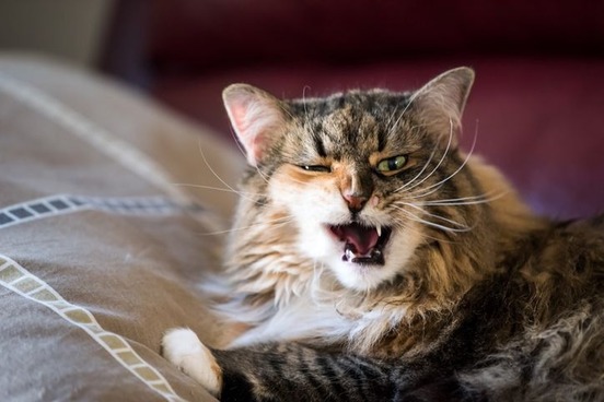 ruthless angry cat photo