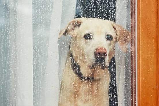 sad dog watching rain through window