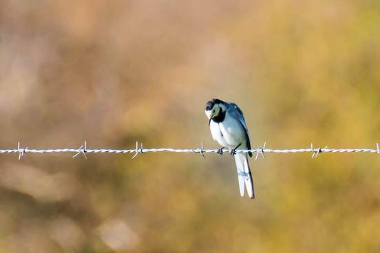 sad looking bird sitting on wire