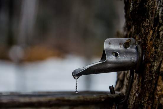 sap drips from a spile driven into a tree