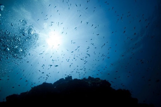 school of fish photo