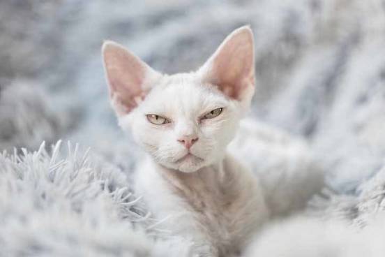 serious-cat