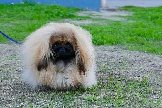 shaggy-dog