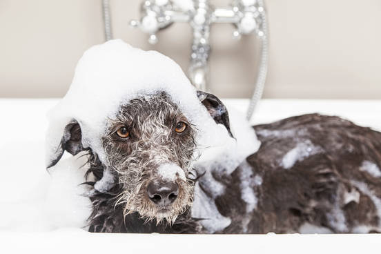 shampoo