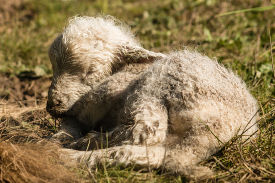 sheep are not very clean