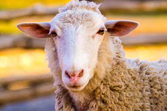 sheep drunk