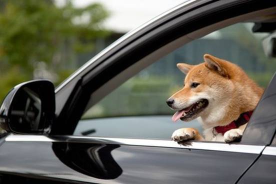 shiba inus are notorious for texting and driving