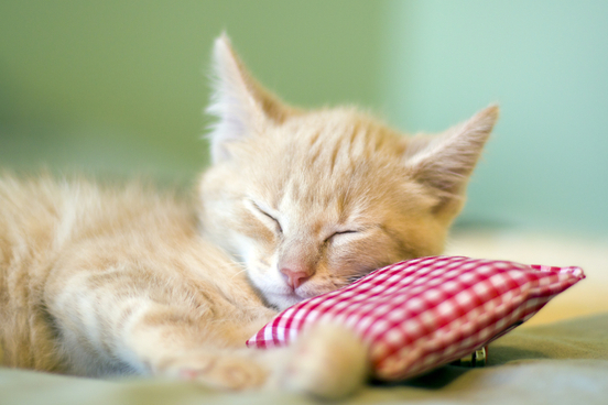 sleeping baby cat resting its head on a tiny pillow
