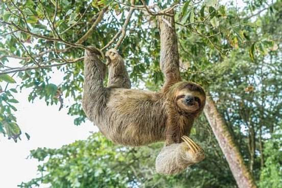 sloth hanging from tree