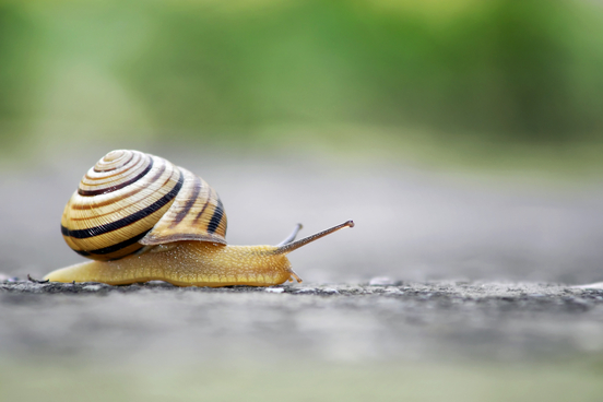 sluggish