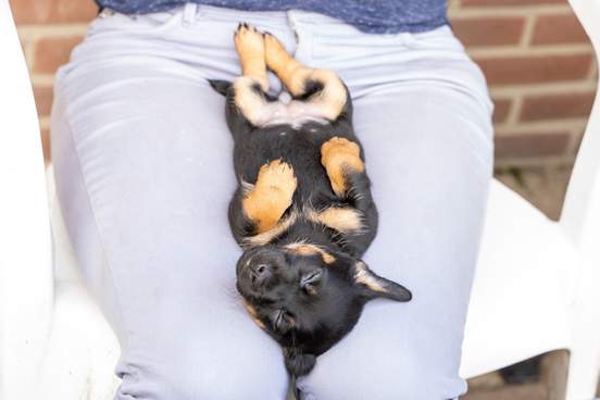 small dog naps on womans lap