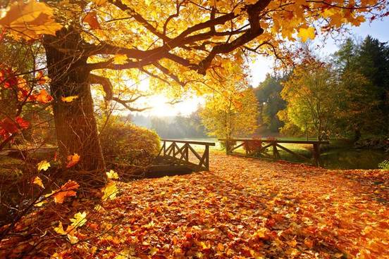 small-bridge-with-fallen-leaves