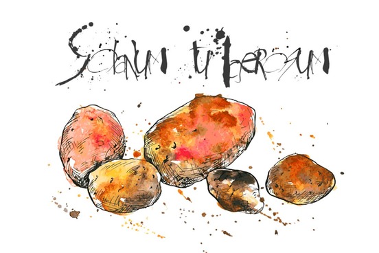 solanum tuberosum potato sick