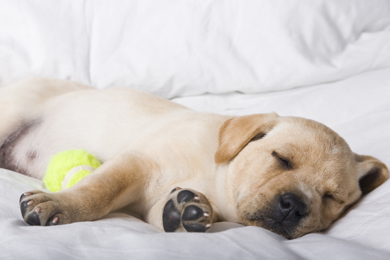 soporific