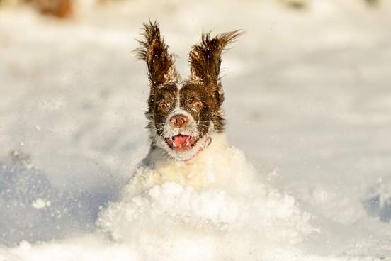 spaniel running in snow