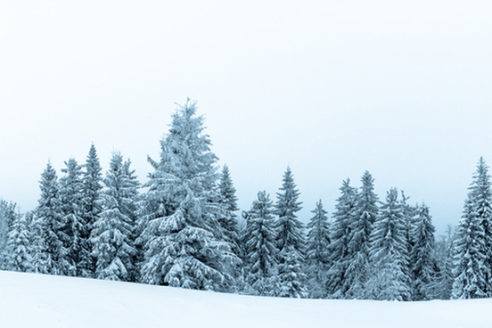 spruce