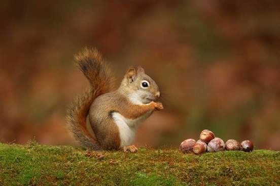 squirrel and acorns