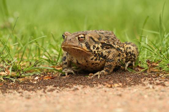 sullen looking toad sitting near a large number of ants