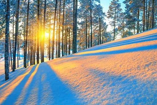 sunlight through trees on snow
