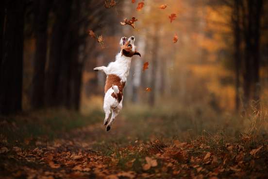 terrier leaping to bite some leaves